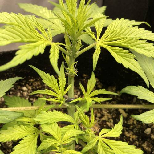 Devil’s Lettuce! Sweet Seeds Devil Cream. Week 3 - Pistils starting already!