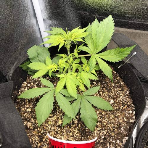 Devil’s Lettuce! Sweet Seeds Devil Cream. Week 3 - Devil Cream 2 : Day 18