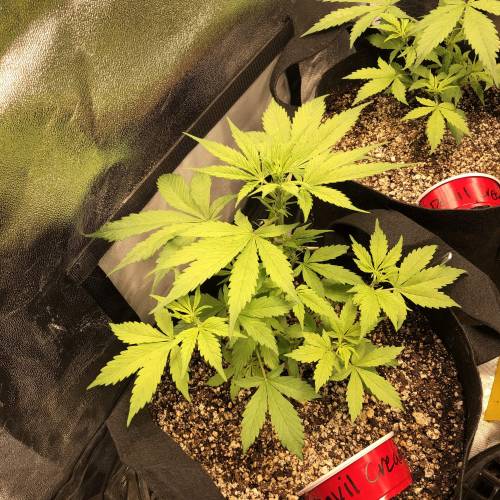 Devil’s Lettuce! Sweet Seeds Devil Cream. Week 3 - Devil Cream 2 : Day 21