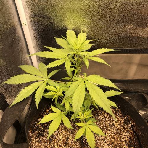 Devil’s Lettuce! Sweet Seeds Devil Cream. Week 3 - Devil Cream 1 : Day 21