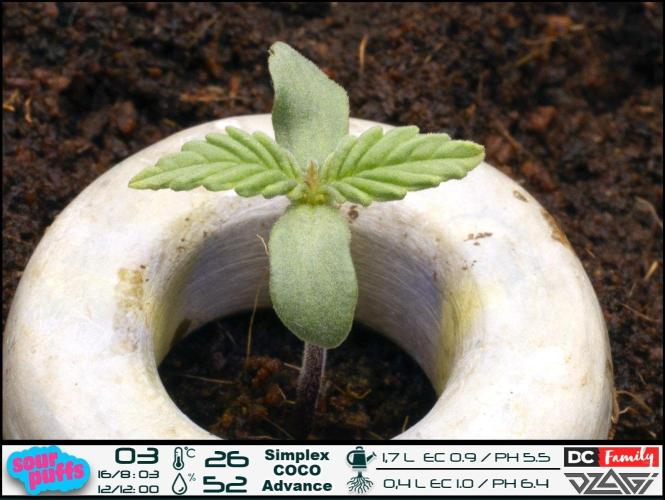 Sour puff | 0,1 м² | Hi-Tech PC. Week 1