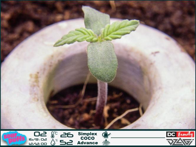 Sour puff | 0,1 м² | Hi-Tech PC. Week 1