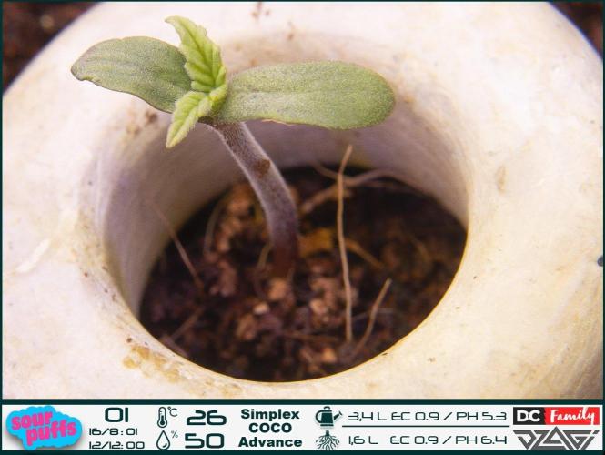 Sour puff | 0,1 м² | Hi-Tech PC. Week 1