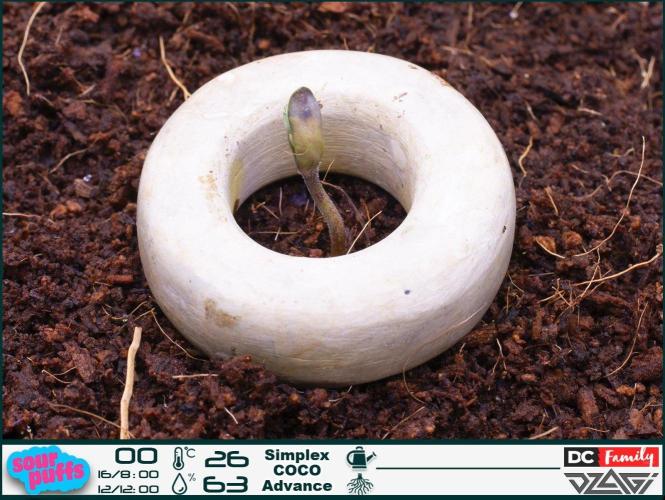 Sour puff | 0,1 м² | Hi-Tech PC. Week 1