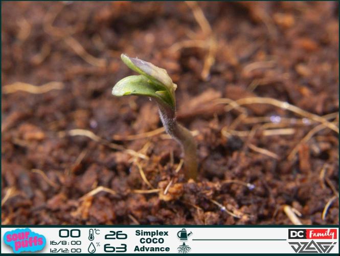 Sour puff | 0,1 м² | Hi-Tech PC. Week 1