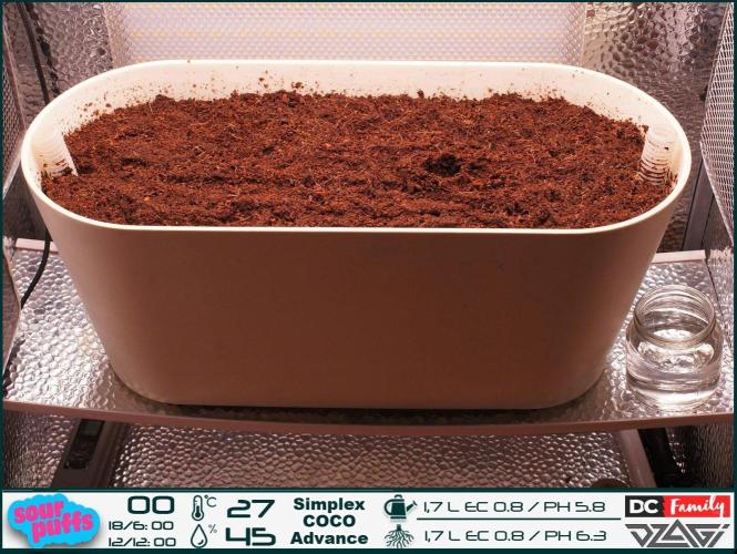 Sour puff | 0,1 м² | Hi-Tech PC. Week 1 - 23:40the seed sank to the bottom. I left it there and started preparing the pot.