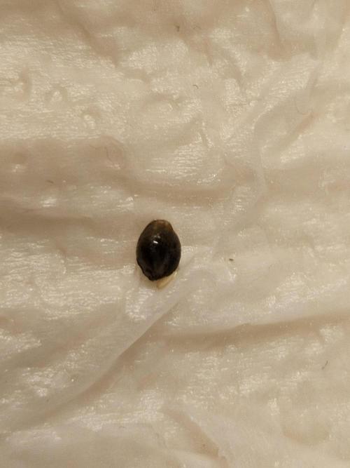 The Crib. Week 0 - Day 3 - Tap root out and ready to go.