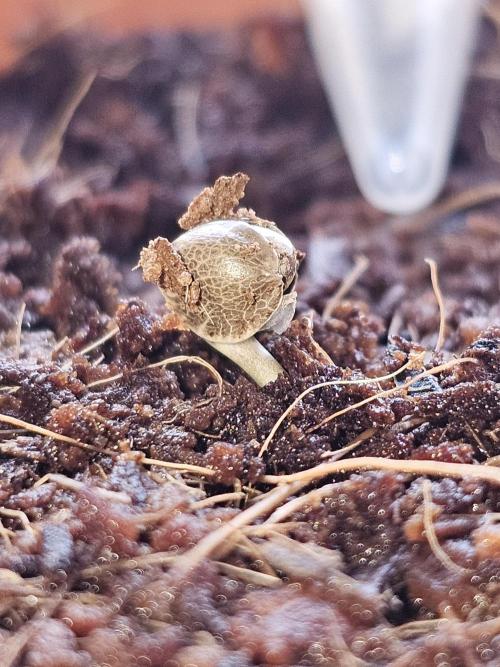 The Crib. Week 0 - Day 6 - breaking the cocosoil barrear and emerging a successful and healthy seed