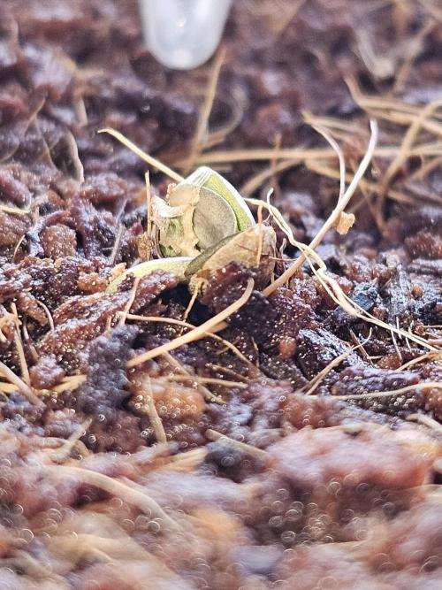 The Crib. Week 0 - Day 6 - breaking the cocosoil barrear. Progress a bit slow than the other