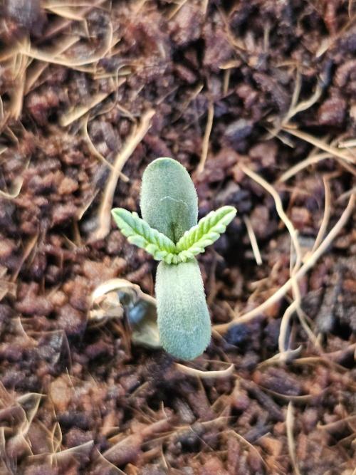 The Crib. Week 1 - Baby leaves out!!!