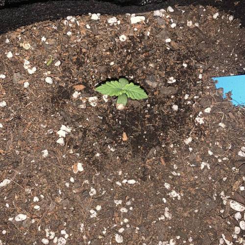 00seeds NL AUTO . Week 0 - Day 6