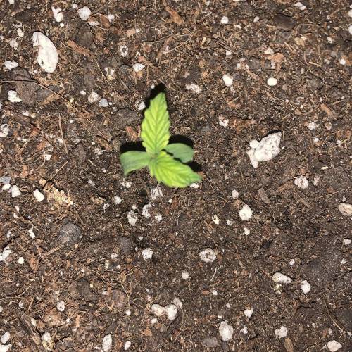 00seeds NL AUTO . Week 0 - Day 6