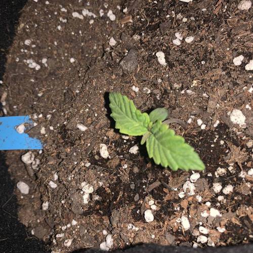 00seeds NL AUTO . Week 1 - Day 11 