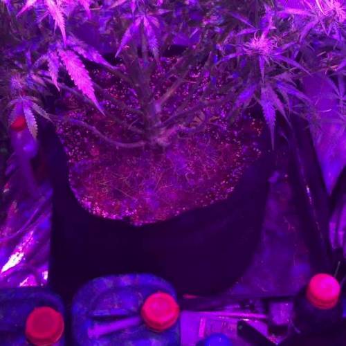 Aztech Genetics White Widow Auto 56l pot