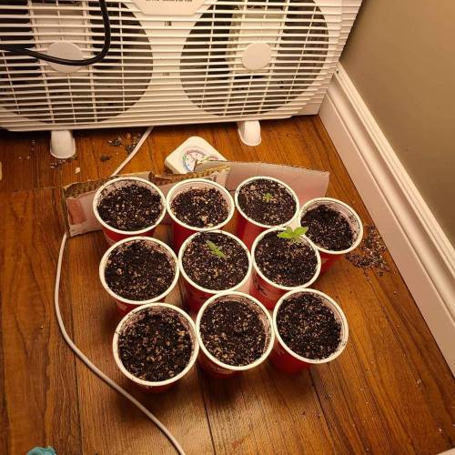 Bunch of trials on new strains. Week 0