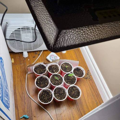 Bunch of trials on new strains. Week 0