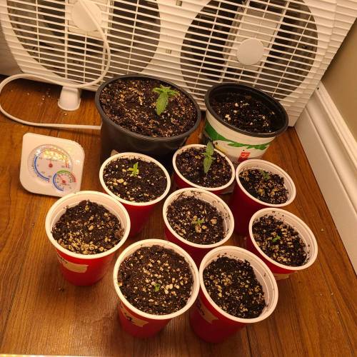 Bunch of trials on new strains. Week 1