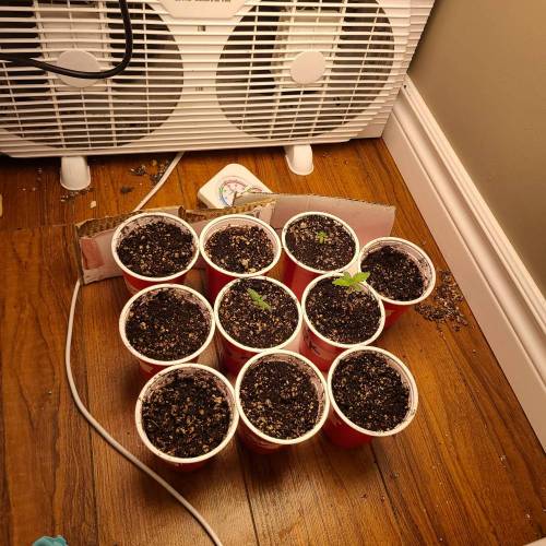 Bunch of trials on new strains. Week 1