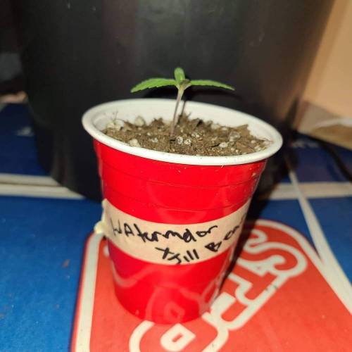 Bunch of trials on new strains. Week 2