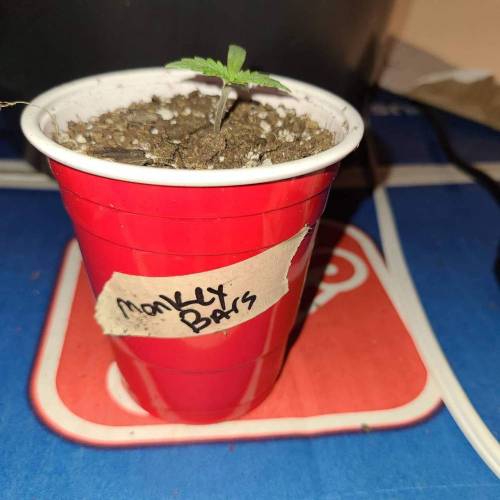 Bunch of trials on new strains. Week 2