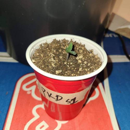 Bunch of trials on new strains. Week 2