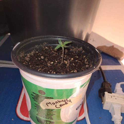 Bunch of trials on new strains. Week 2