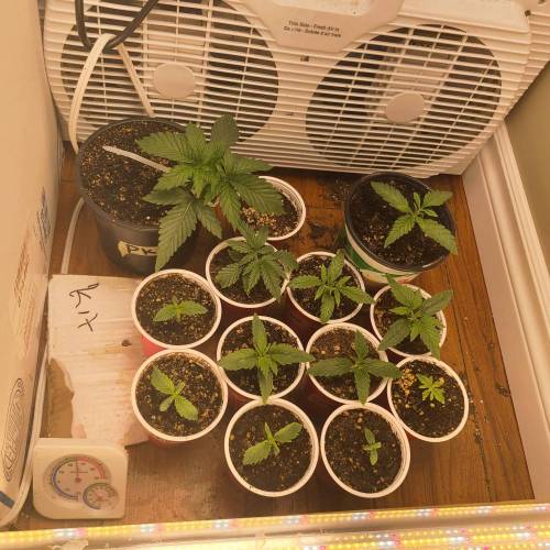 Bunch of trials on new strains. Week 2