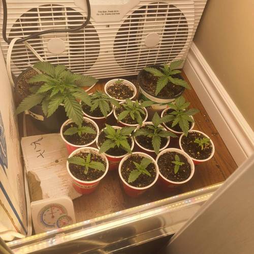 Bunch of trials on new strains. Week 2