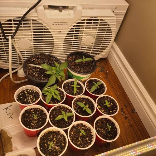 Bunch of trials on new strains. Week 1