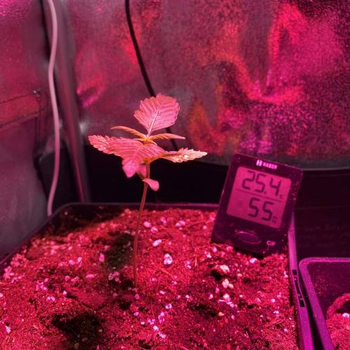 Baby (quick one RQS). Week 3