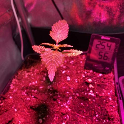 Baby (quick one RQS). Week 3