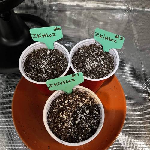 1st Run In 2 x 2.5 Grow Tent. Week 0 - Day 3) in the tent 2/3 sprouted 1/28/21
