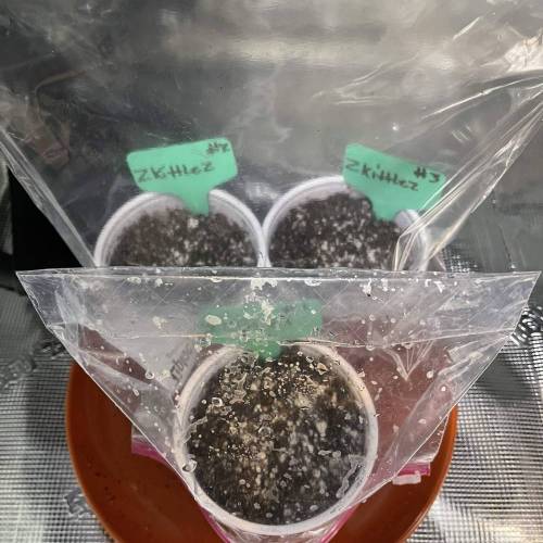 1st Run In 2 x 2.5 Grow Tent. Week 0 - Day 1) in the tent 1/25/21