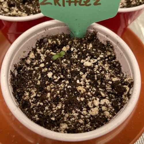 1st Run In 2 x 2.5 Grow Tent. Week 0 - Zkittlez #1 1/28/21