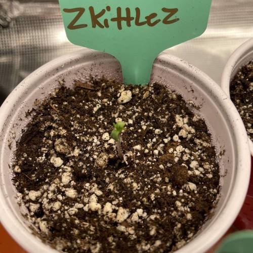 1st Run In 2 x 2.5 Grow Tent. Week 0 - Zkittlez #2 1/28/21