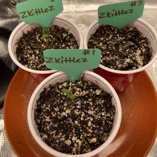 1st Run In 2 x 2.5 Grow Tent. Week 0 - Day 4) Still a no show for #3 but the other 2 doing fine. 1/29/21