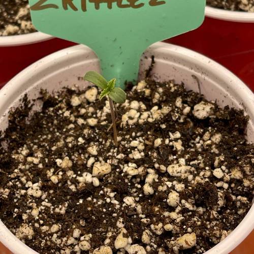 1st Run In 2 x 2.5 Grow Tent. Week 0 - Zkittlez #1 Opening up. 1/29/21