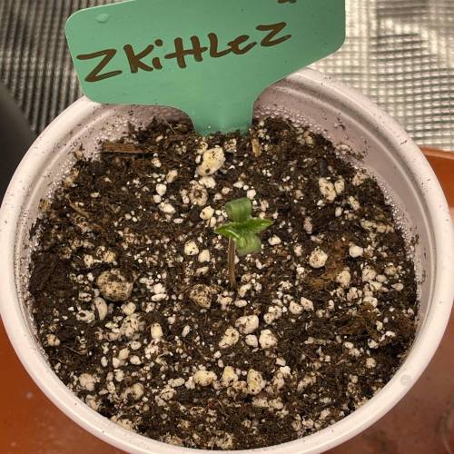 1st Run In 2 x 2.5 Grow Tent. Week 0 - Zkittlez #2 Starting to open as well. 1/29/21