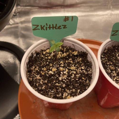 1st Run In 2 x 2.5 Grow Tent. Week 0 - Zkittlez #1 looks good 1/31/21
