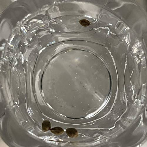 1st Run In 2 x 2.5 Grow Tent. Week 0 - Starting 4 Regular Gelatti seeds found. Hoping to get a female to replace Zkittlez #3 1/31/21