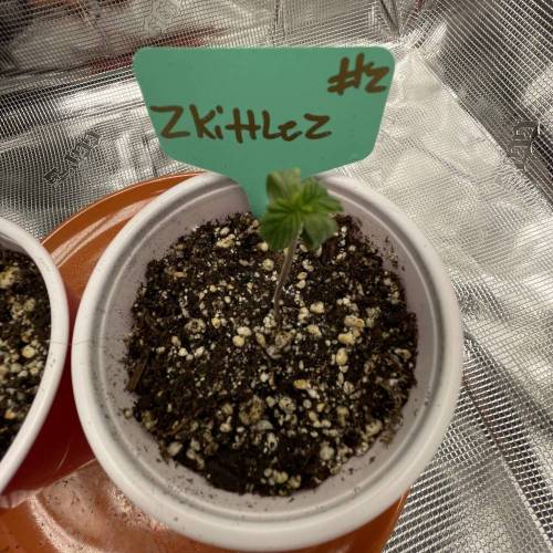 1st Run In 2 x 2.5 Grow Tent. Week 0 - Zkittlez #2 looks a little burnt on the tips. 1/31/21