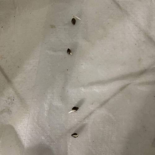 1st Run In 2 x 2.5 Grow Tent. Week 0 - Gelatti Regs ready for soil 2/2/2021