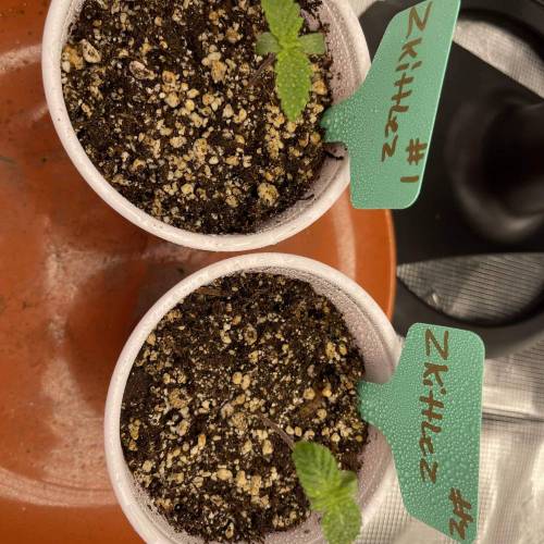 1st Run In 2 x 2.5 Grow Tent. Week 0 - Zkittles #1 and #2 Progress 2/2/2021