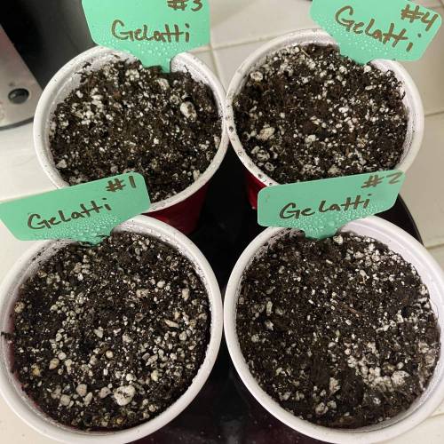 1st Run In 2 x 2.5 Grow Tent. Week 0 - Gelatti Regs in the soil. Hoping they all sprout and to get a female. 2/2/2021