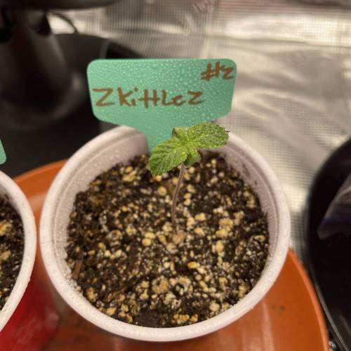 1st Run In 2 x 2.5 Grow Tent. Week 0 - Zkittlez #2 just a little droopy but still good 2/2/2021