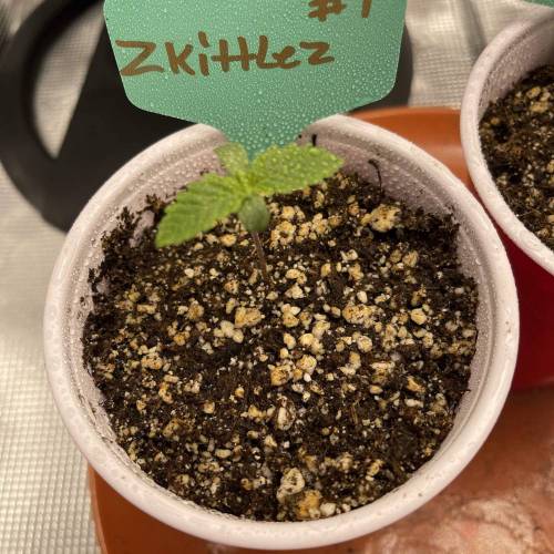 1st Run In 2 x 2.5 Grow Tent. Week 0 - Zkittlez #1 looking good 2/2/2021