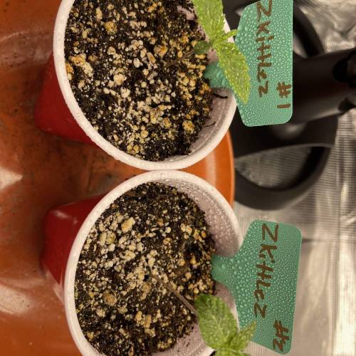 1st Run In 2 x 2.5 Grow Tent. Week 0 - Zkittles #1 and #2 Looking good after the first mini feed of Fox Farms Big Bloom 2/4/2021