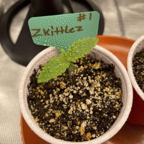 1st Run In 2 x 2.5 Grow Tent. Week 0 - Zkittlez #1 looking good 2/4/2021