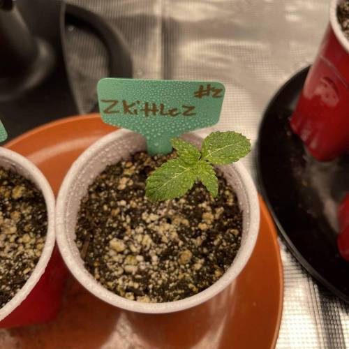 1st Run In 2 x 2.5 Grow Tent. Week 0 - Zkittlez #2 looking good as well 2/4/2021