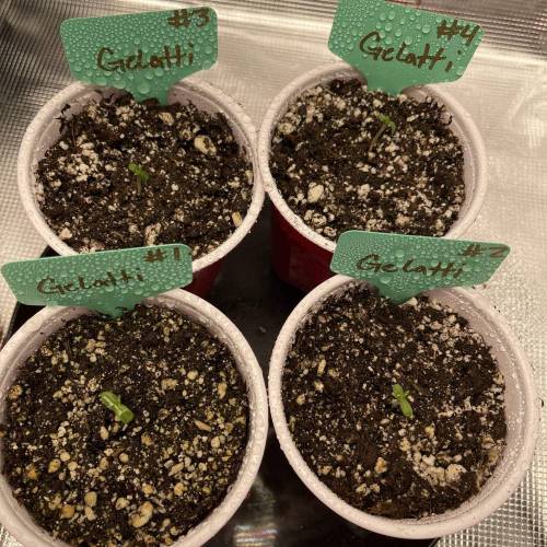 1st Run In 2 x 2.5 Grow Tent. Week 0 - All 4 Gelatti seeds sprouted. Now lets hope for a few females 2/4/2021
